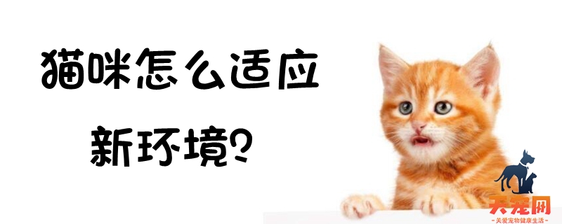 猫咪怎么适应新环境