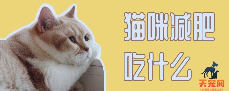 猫咪减肥吃什么