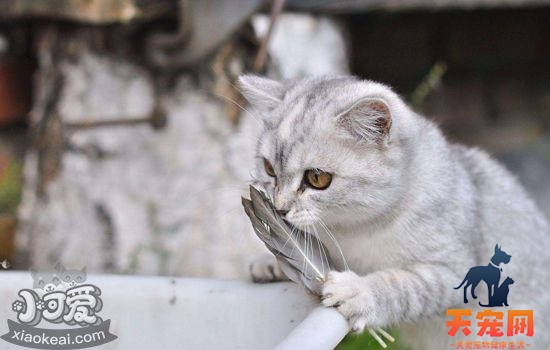 怎么帮猫洗澡不被咬 给猫洗澡有技巧