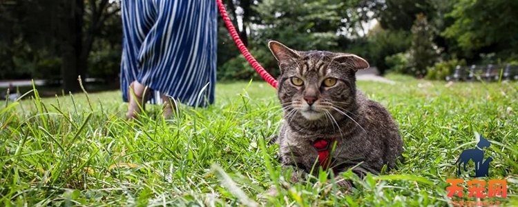 怎么让猫清洁自己菊花 清洁屁股是猫咪天性