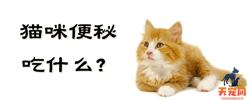 猫咪便秘吃什么