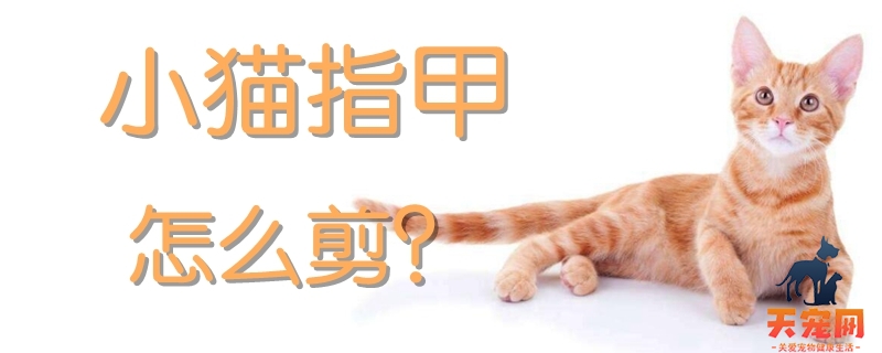 小猫指甲怎么剪