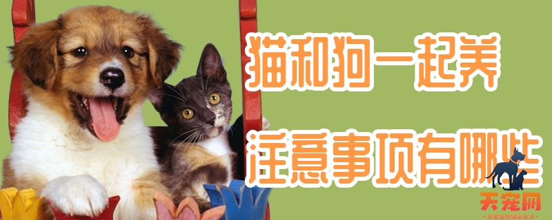 猫和狗一起养注意事项有哪些